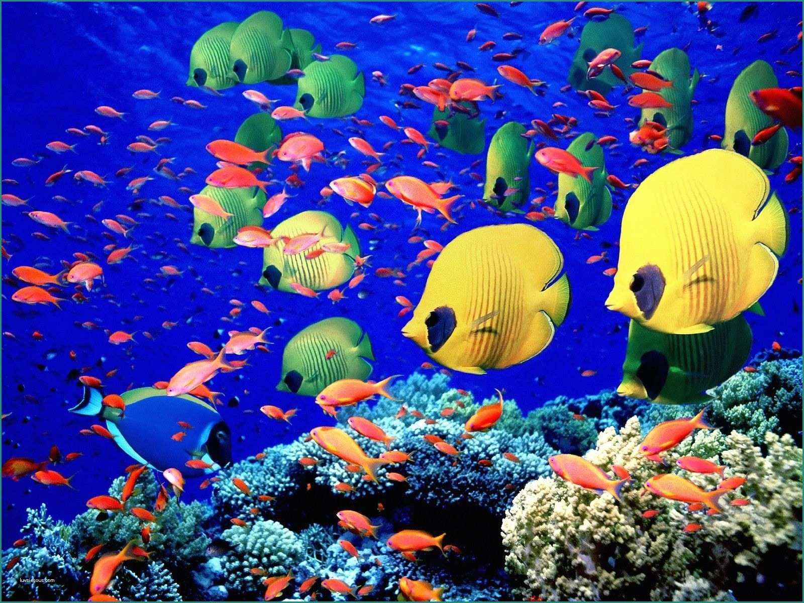 Animali Marini E Great Barrier Reef Hd Wallpapers Backgrounds Wallpaper