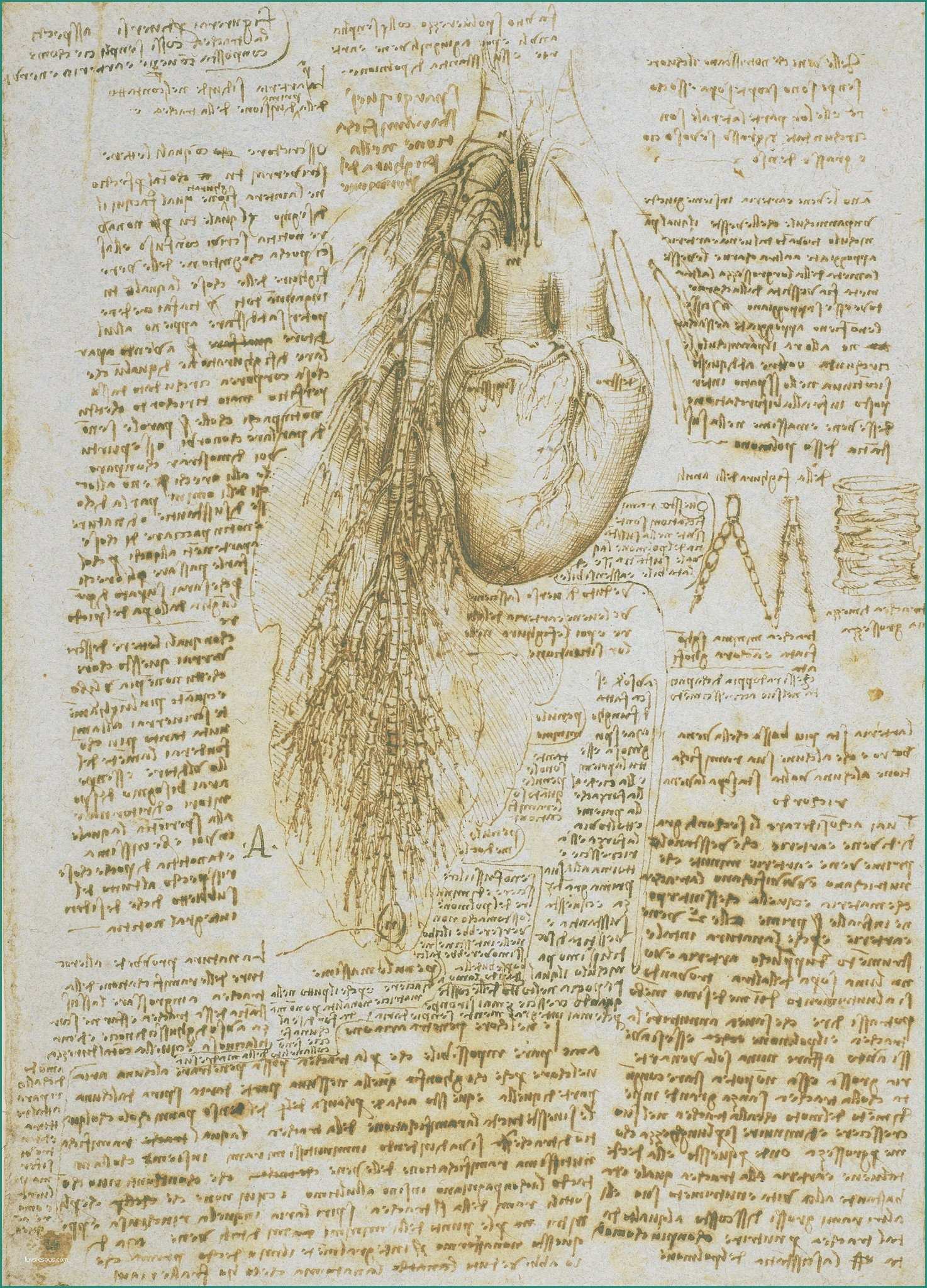 Camille Pissarro Opere E Study Of the Heart and Bronchial Muscles by Leonardo Da Vinci In 14