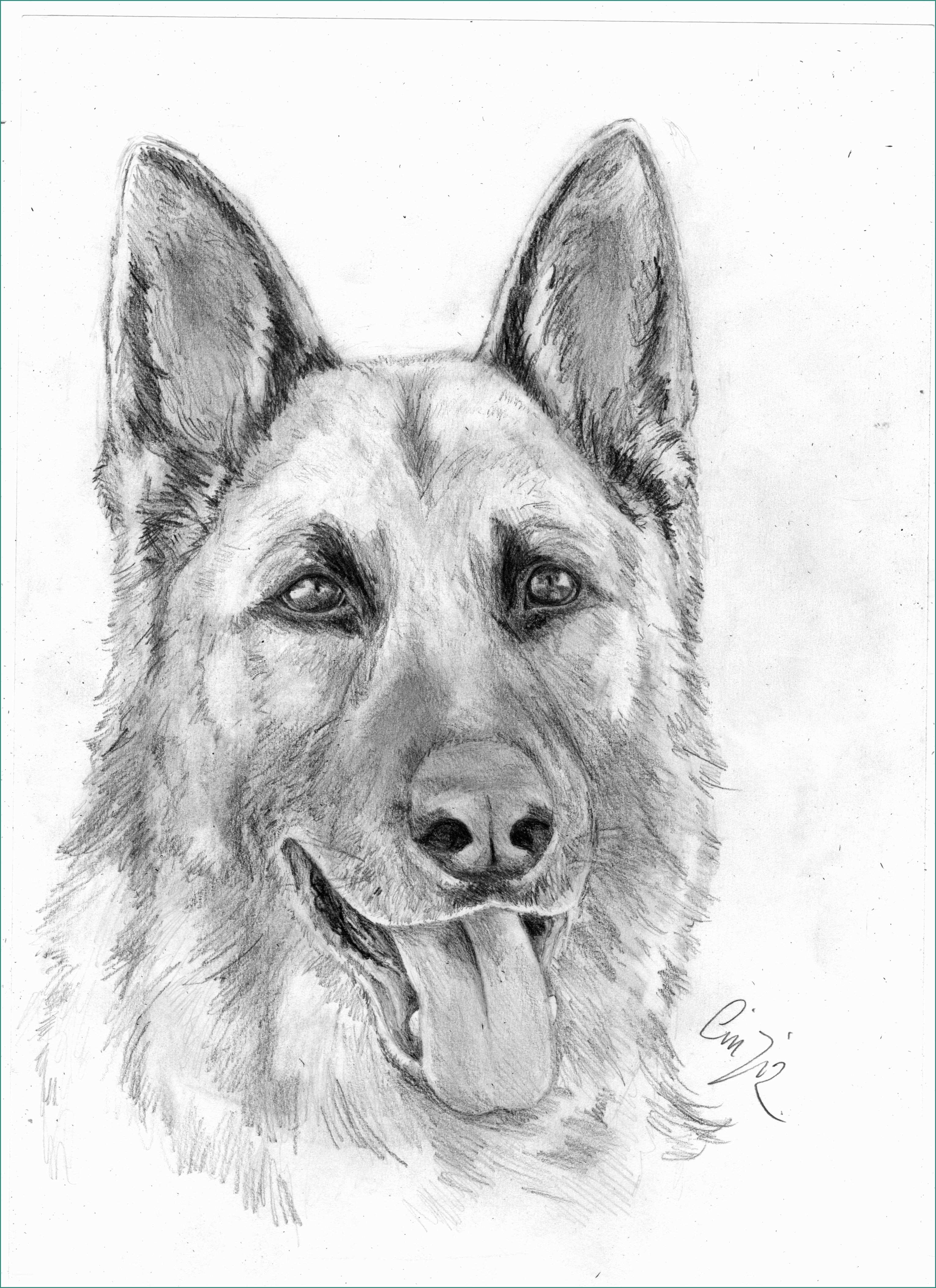 Cani Da Disegnare E Animali