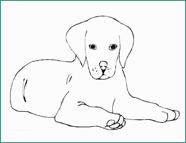 Cani Da Disegnare E Cani Immagine Da Colorare N Cartoni Da Colorare