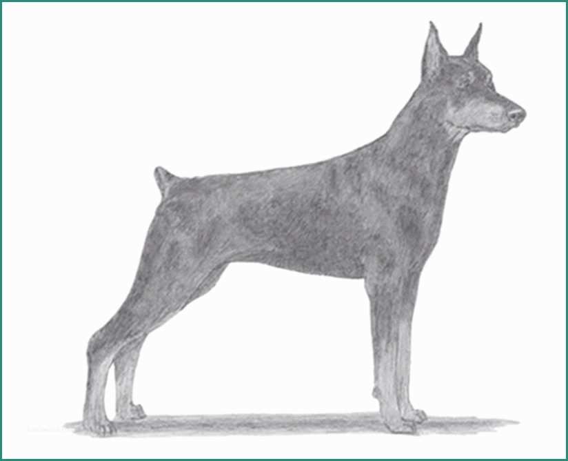 Cani Da Disegnare E E Disegnare Un Dobermann – Tutorial – Stile Arte