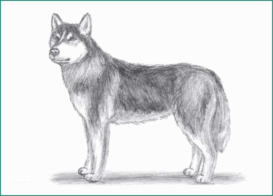 Cani Da Disegnare E E Disegnare Un Husky – Tutorial – Stile Arte