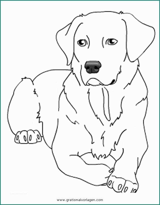 Cani Da Disegnare E Labrador 2 Gratis Malvorlage In Hunde Tiere Ausmalen