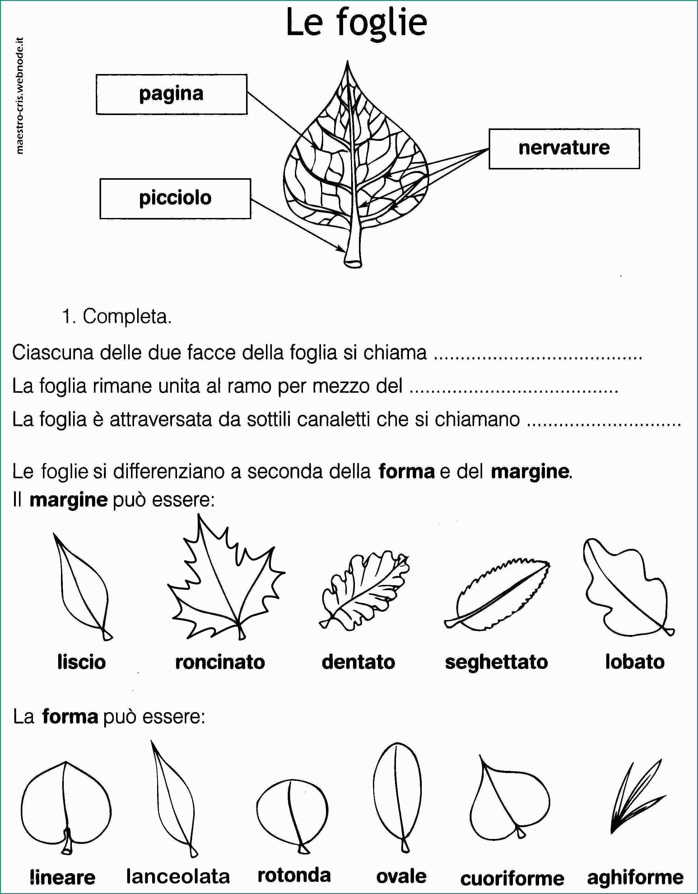 Cornicette Semplici Classe Prima E Pin by Cesidia Mazzola On Alberi Di Natale Pinterest