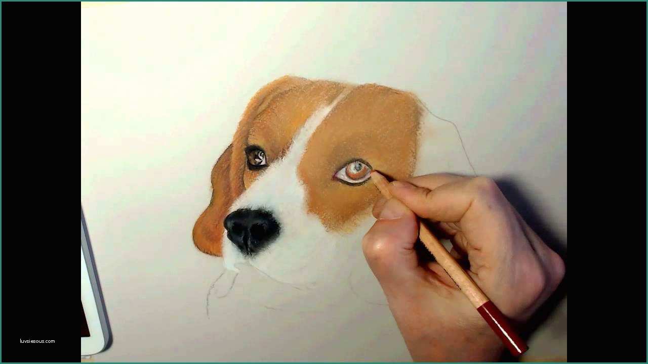 Disegnare Un Cane E Disegnare Un Cane "beagle"