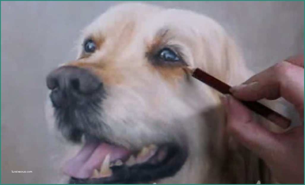 Disegnare Un Cane E Disegnare Un Cane – Un Perfetto Golden Retriever E Vi