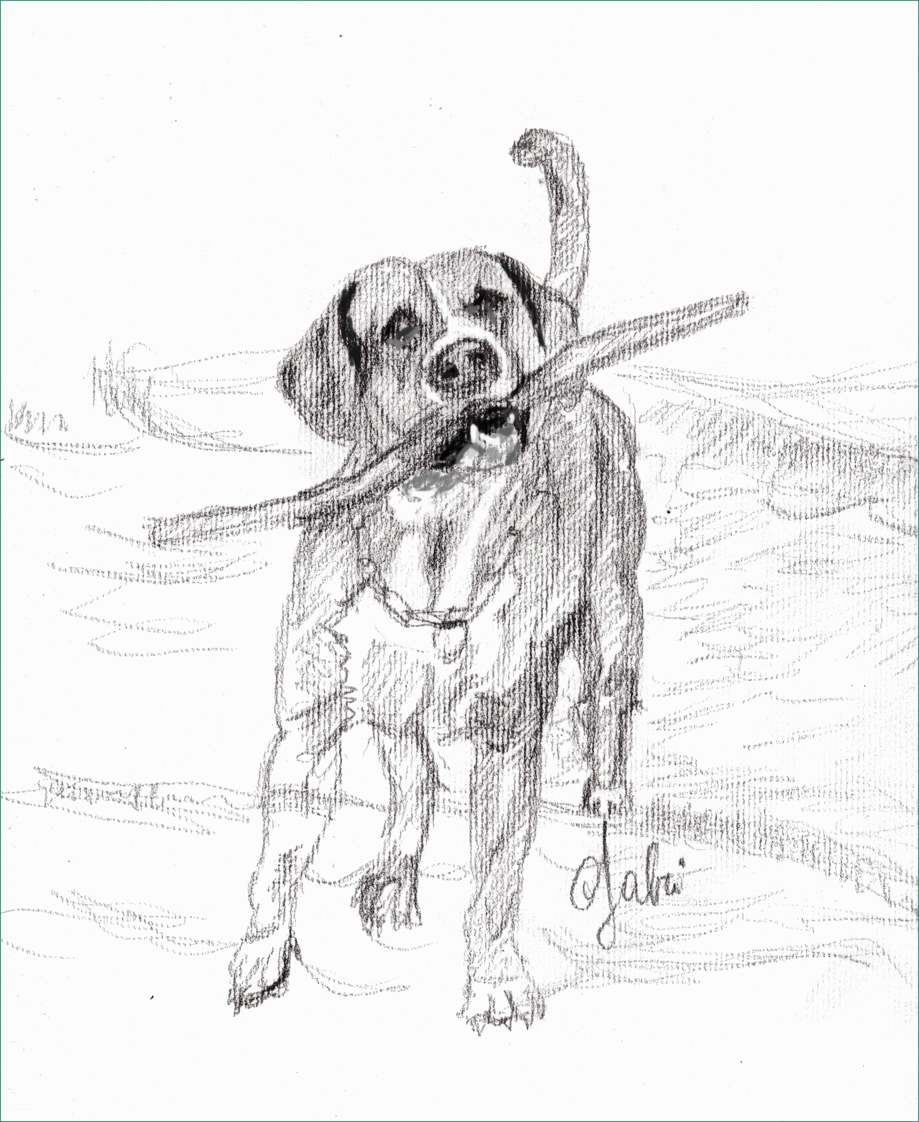 Disegnare Un Cane E Disegni Cani A Matita On84 Regardsdefemmes