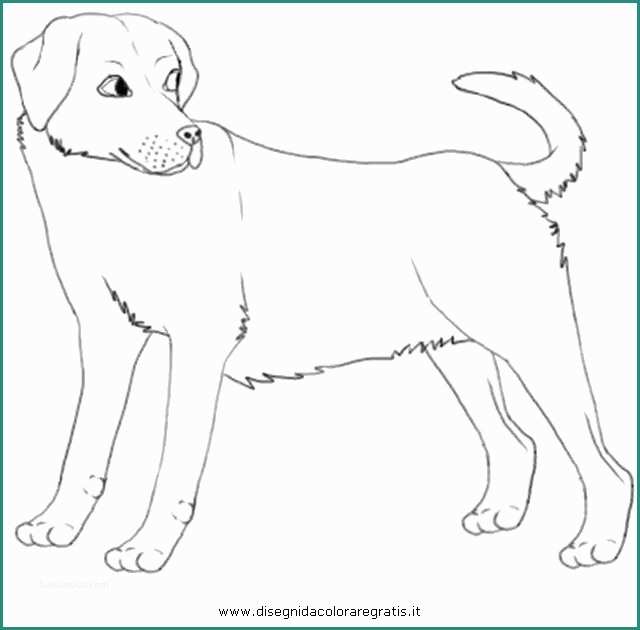 Disegnare Un Cane E Disegno Labrador 3 Animali Da Colorare