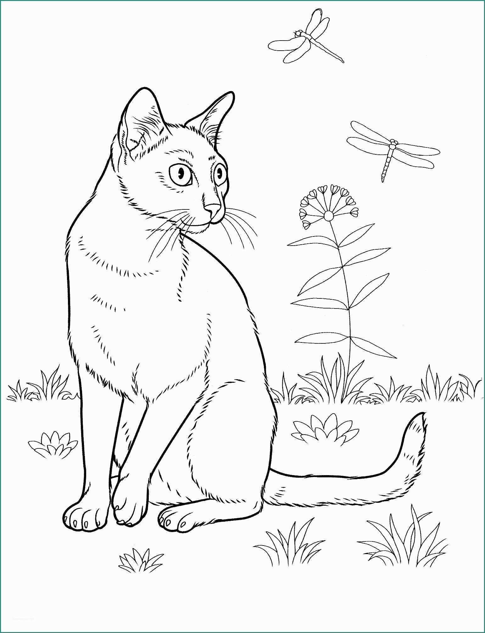 Disegnare Un Gatto E In Alto Disegni Da Colorare Gufo Adulti E Ragazzi