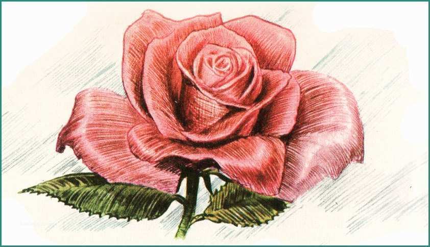 Disegnare Una Rosa E Disegni Fiori