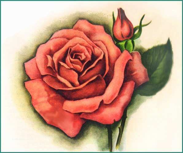Disegnare Una Rosa E Disegni Fiori