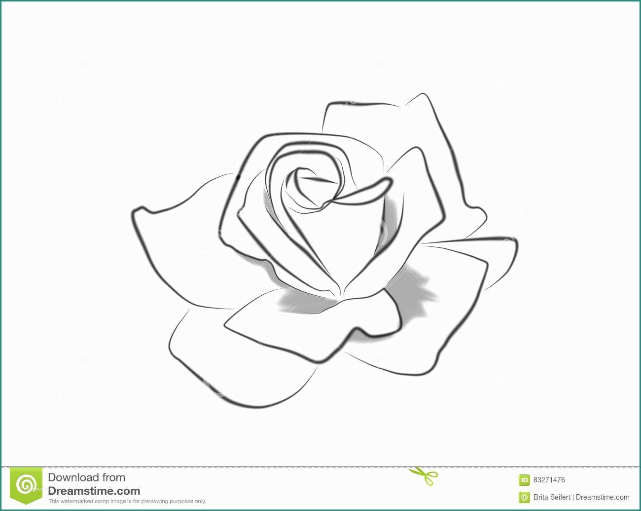 Disegnare Una Rosa E Disegno A Tratteggio Di Una Rosa Illustrazione Di Stock