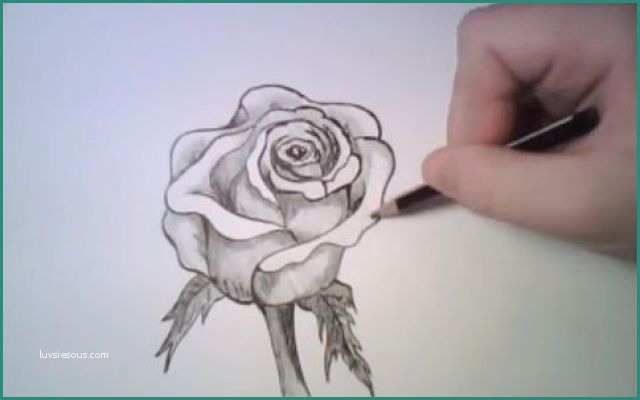 Disegnare Una Rosa E E Disegnare Una Rosa Con Una Semplice Matita Disegnare