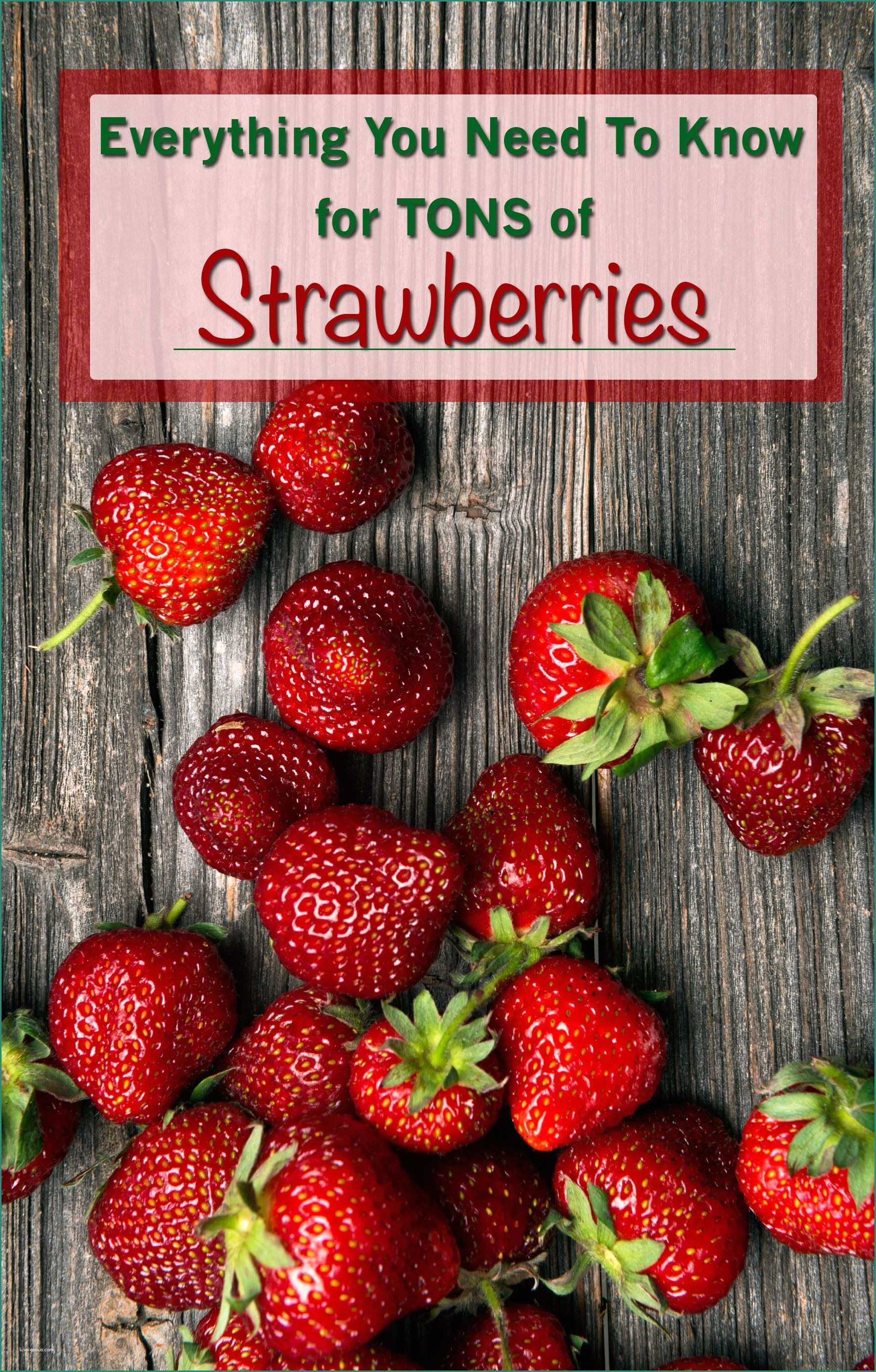 Fioriere Con Blocchi Di Cemento E Everything You Need to Know for tons Strawberries