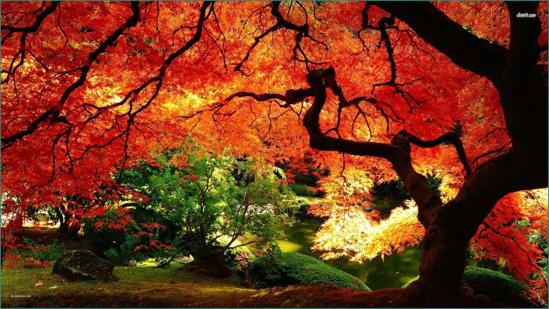 Foto Di Paesaggi Autunnali E Beautiful Autumn Cover Wallpapers New Belle Foto Di Paesaggi