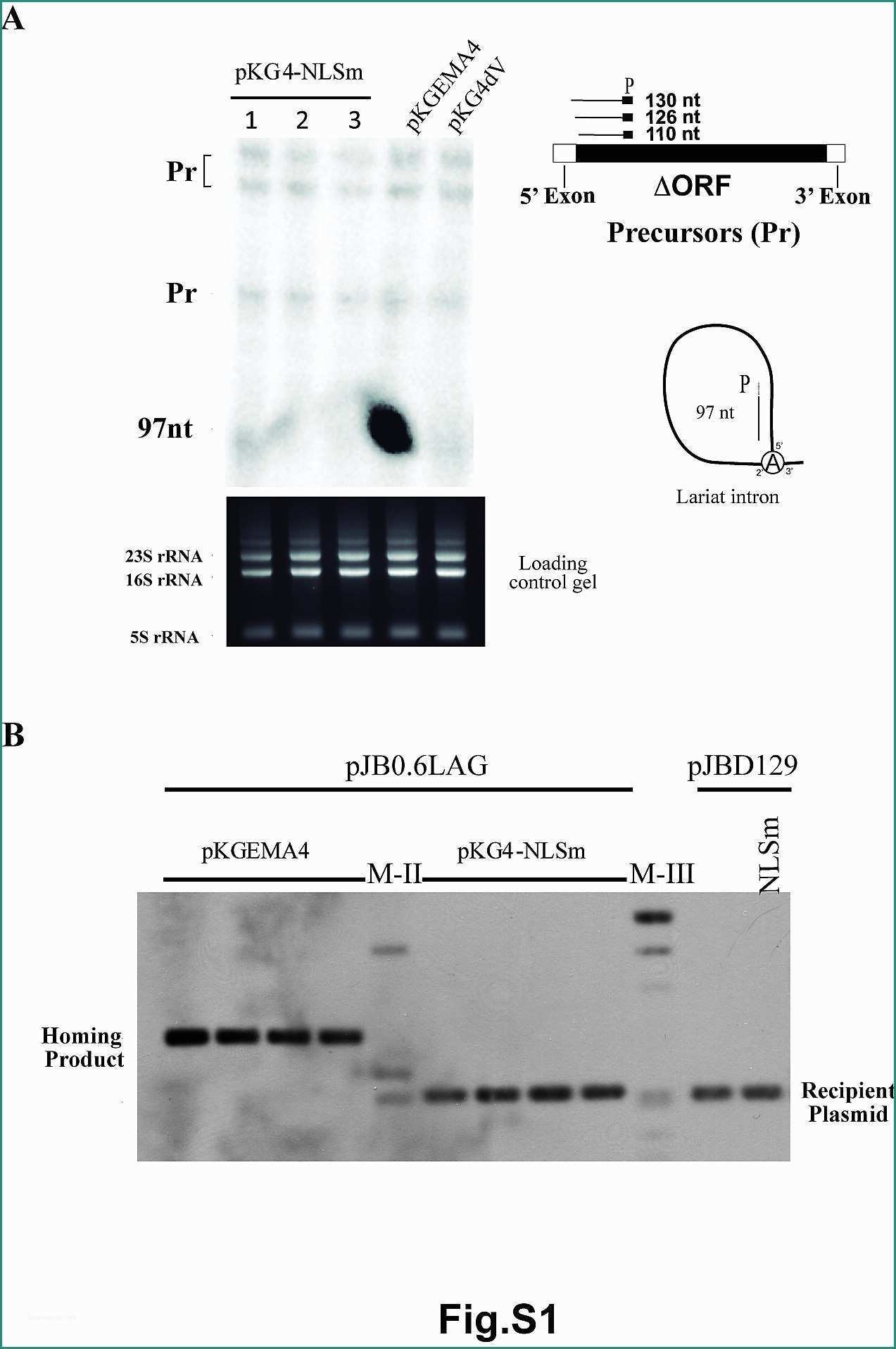 Giochi Degli Alex Amp Co E Localization Of A Bacterial Group Ii Intron Encoded Protein In