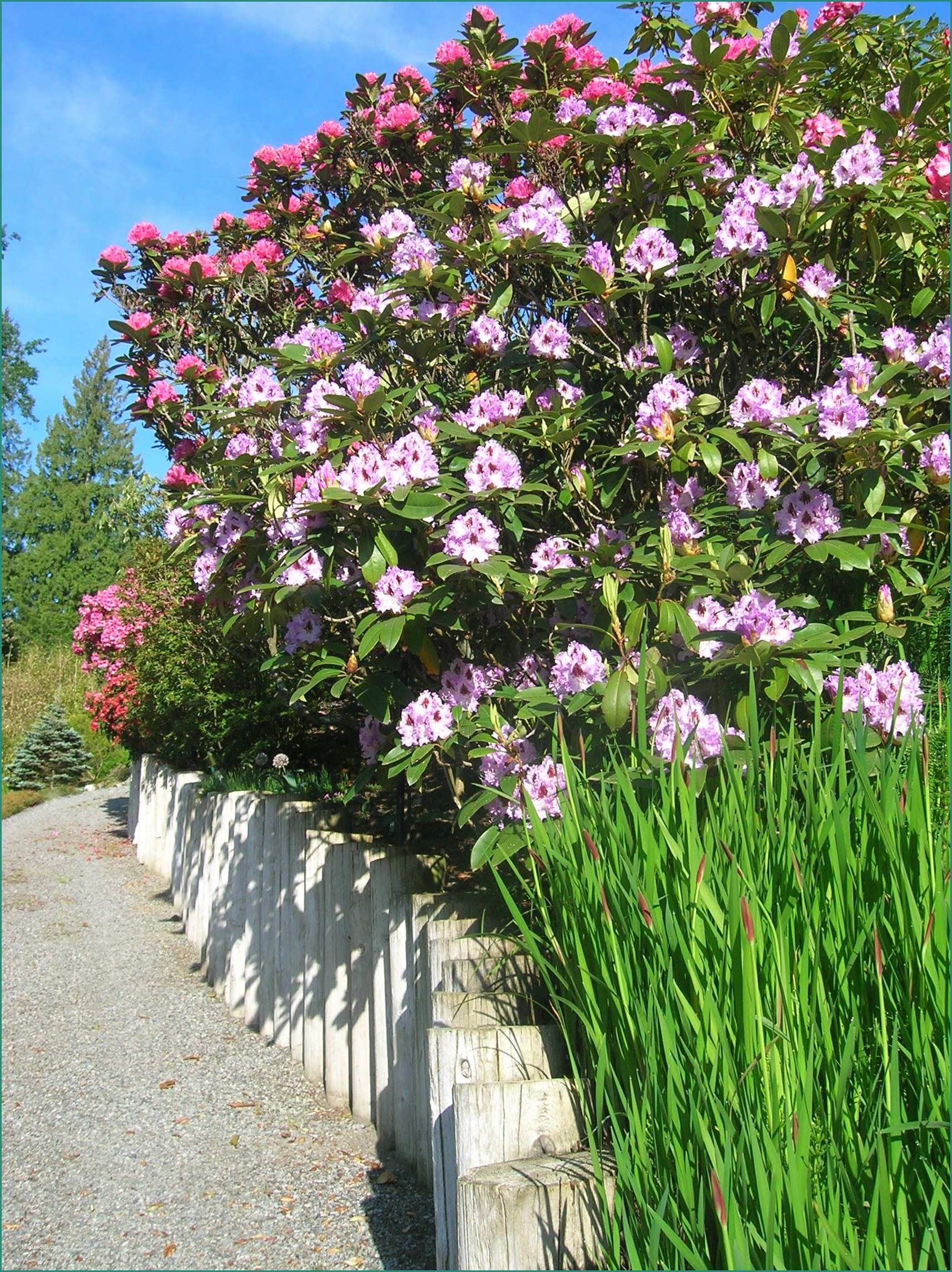 Idee Aiuole Giardino E Rhododendrons In A Garden Maintained by Rich Earth Garden Service