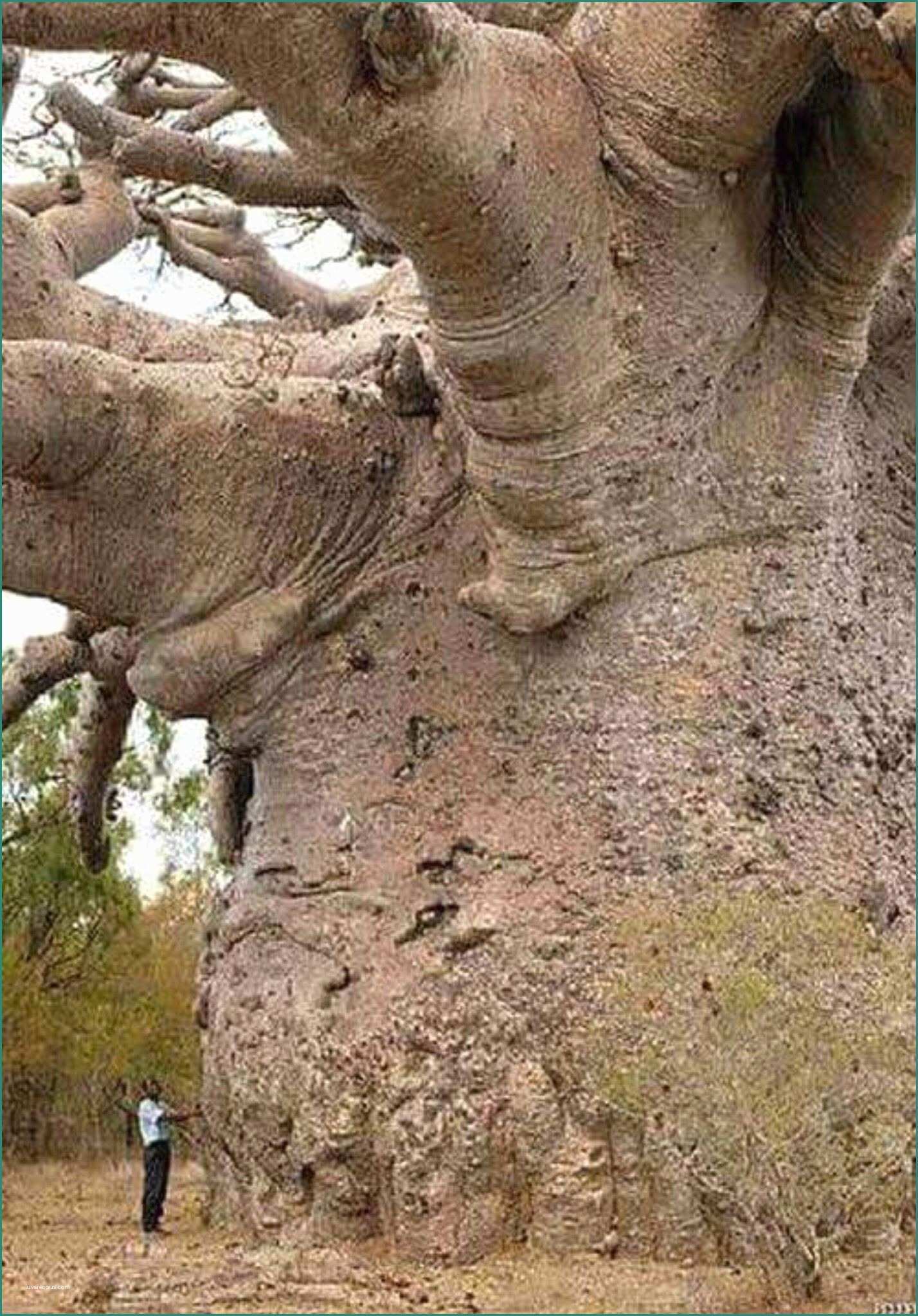 Immagini Di Alberi Fantastici E Uma árvore Baoba De 6000 Anos Na frica Que Linda