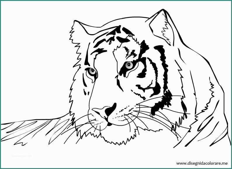 Immagini Di Cani Da Disegnare E Disegno Tigre