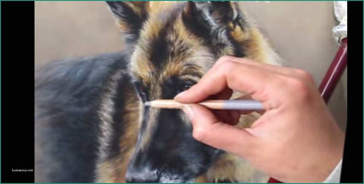 Pastore tedesco o cane lupo disegnare e colorare – Video
