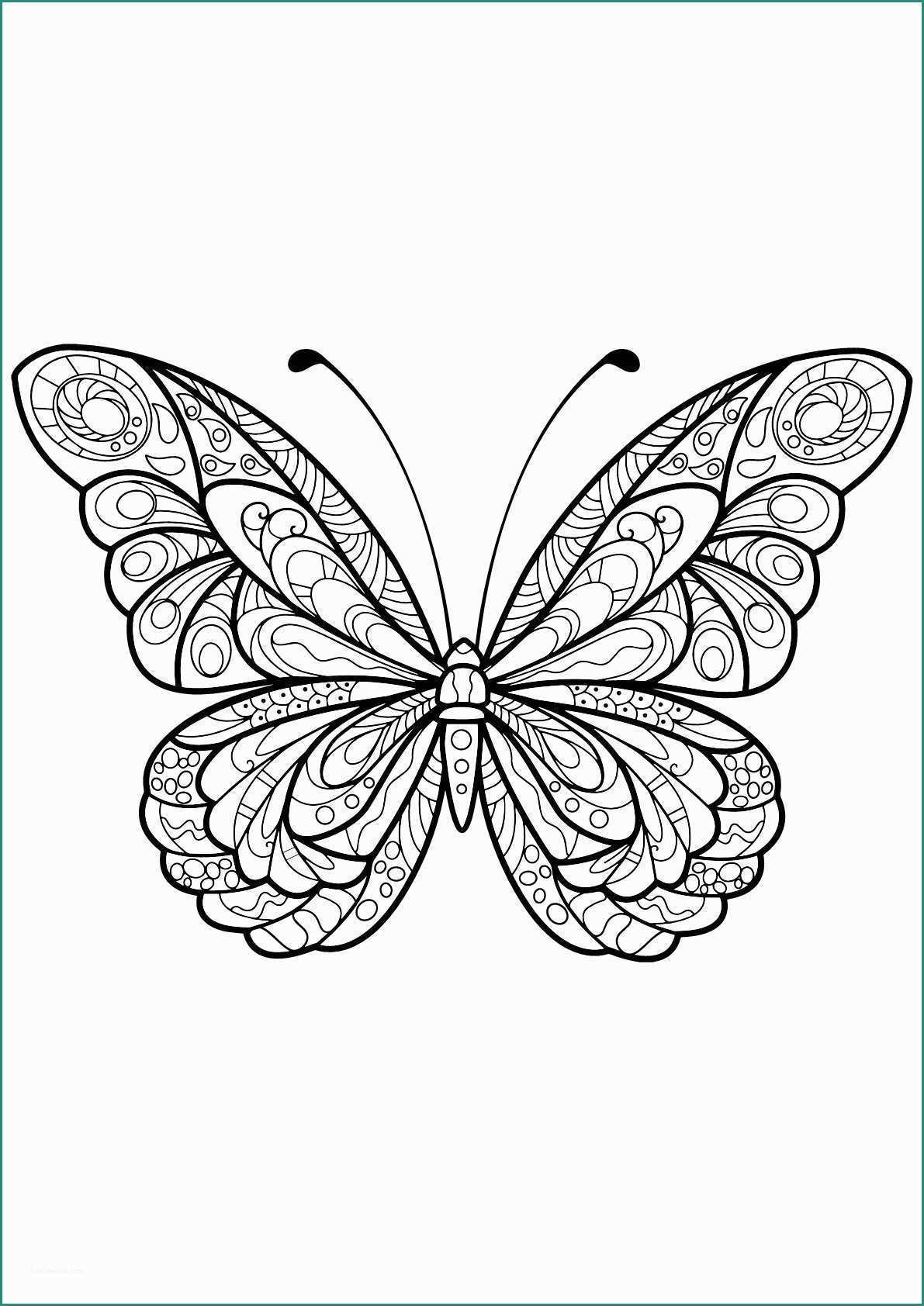 Immagini Di Farfalle Da Disegnare E Disegni Insetti Da Colorare Per Bambini Images