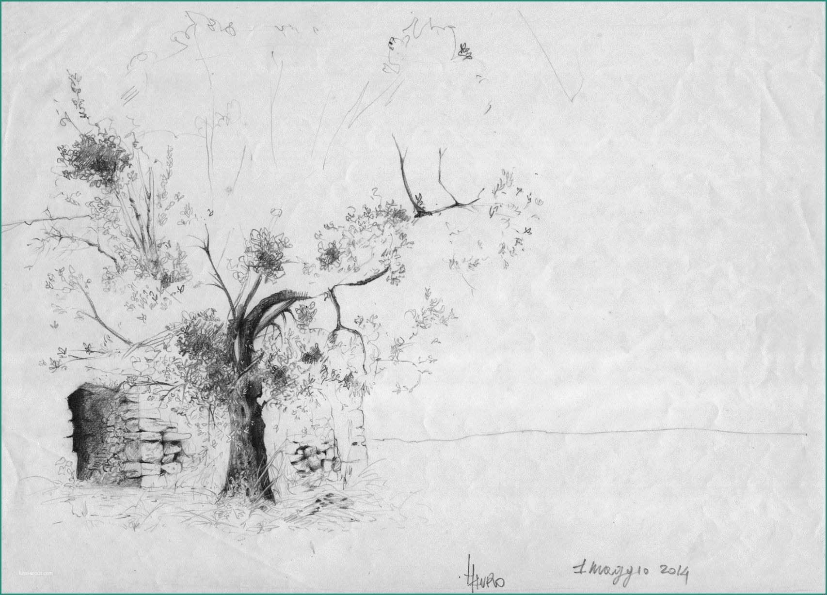 Immagini Di Farfalle Da Disegnare E Drawing Of A Olive Tree Studio Di Un Olivo Matita Su Carta by