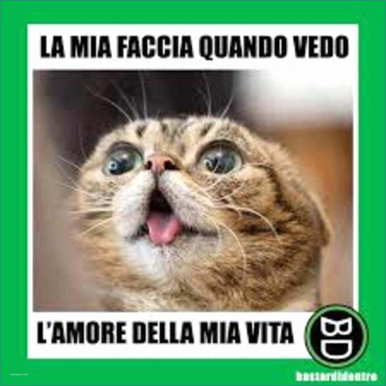 Immagini Divertenti Gratis Da Scaricare E Meme Italiano Animali Divertenti Che Fanno Ridere