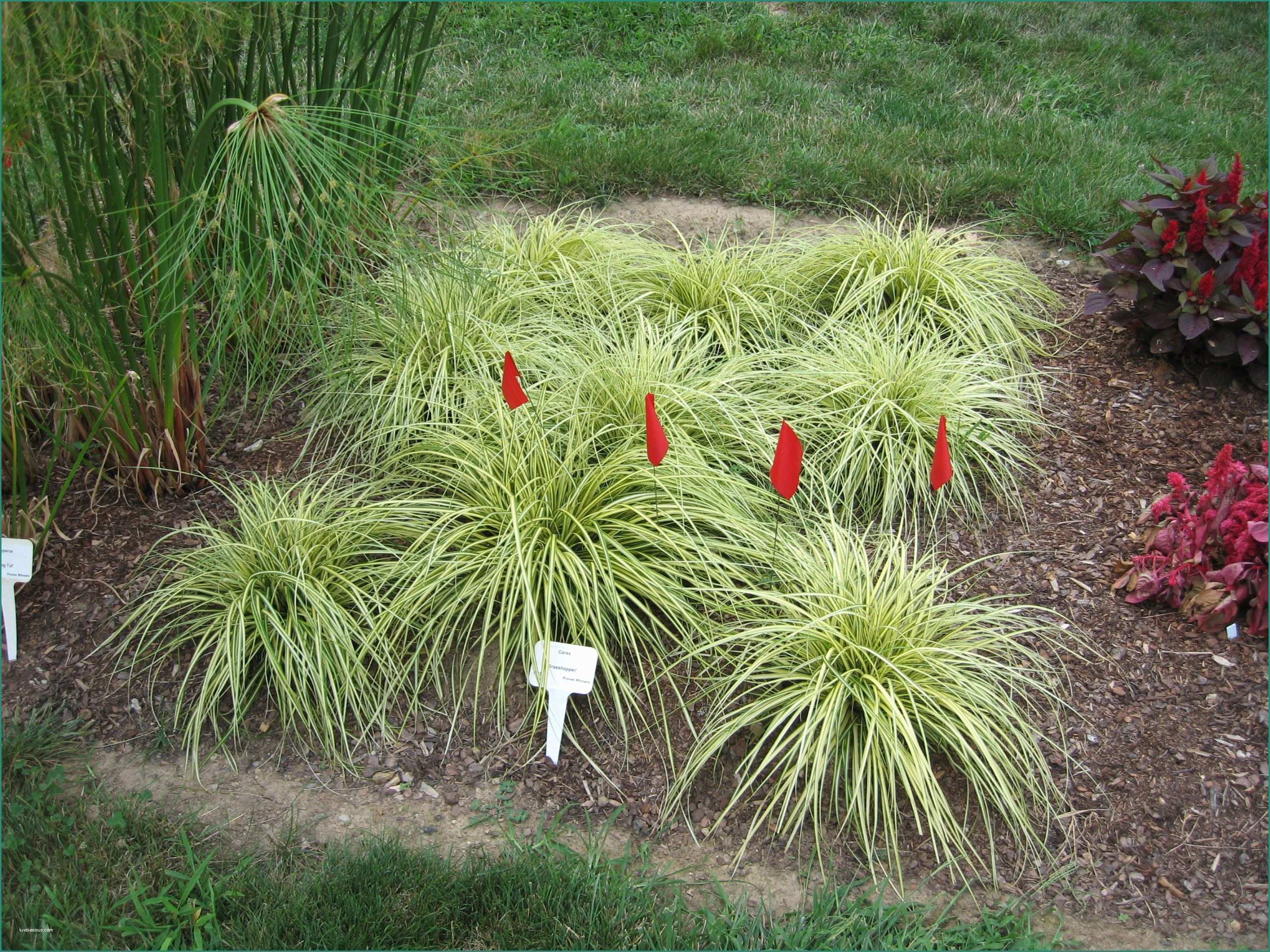 Lettino Da Giardino E Decorative Grasses Gardening In Narrow Spaces