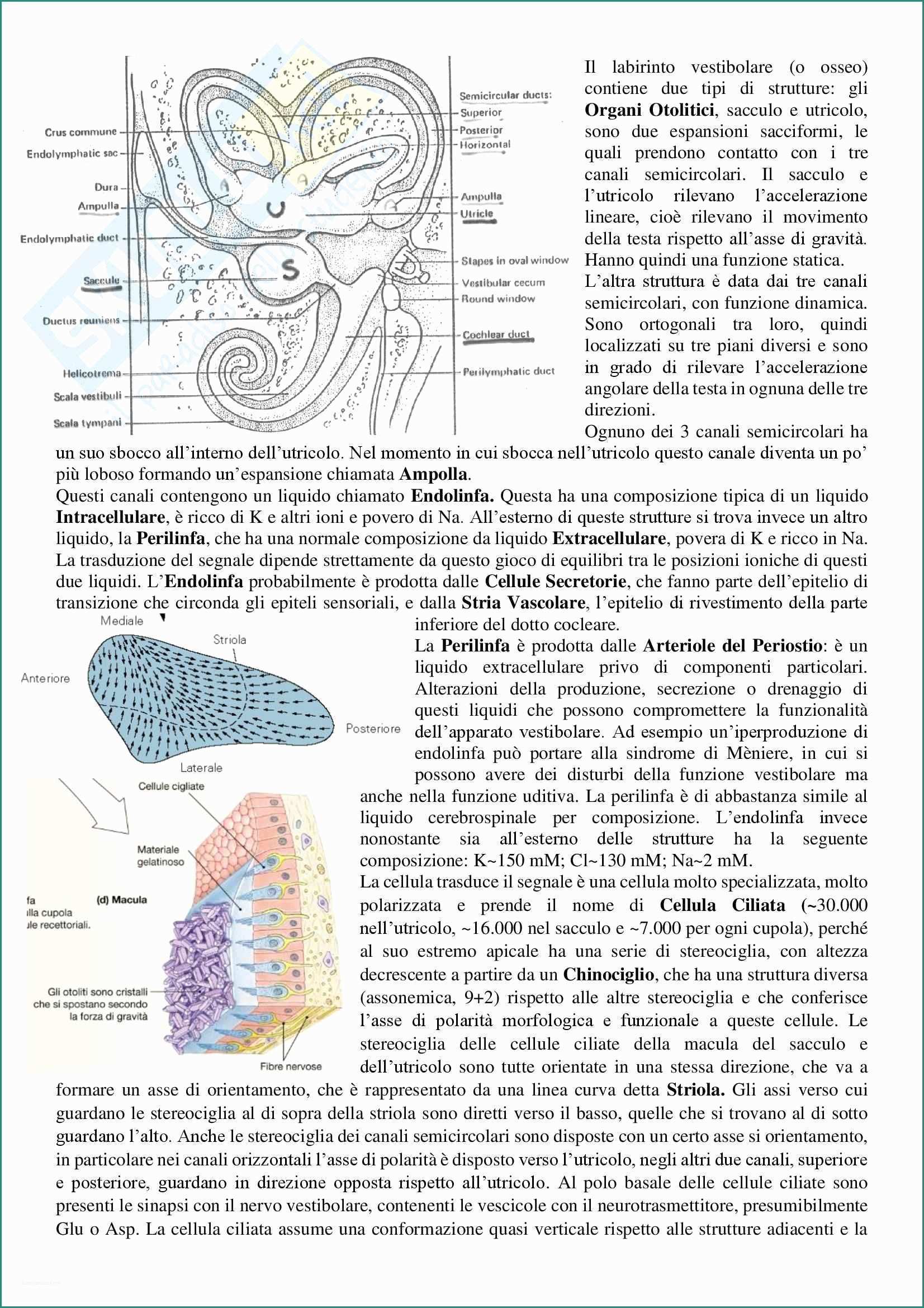 Linear Apparecchi Acustici E Riassunto Esame Neurofisiologia Profa S Incerpi Libro