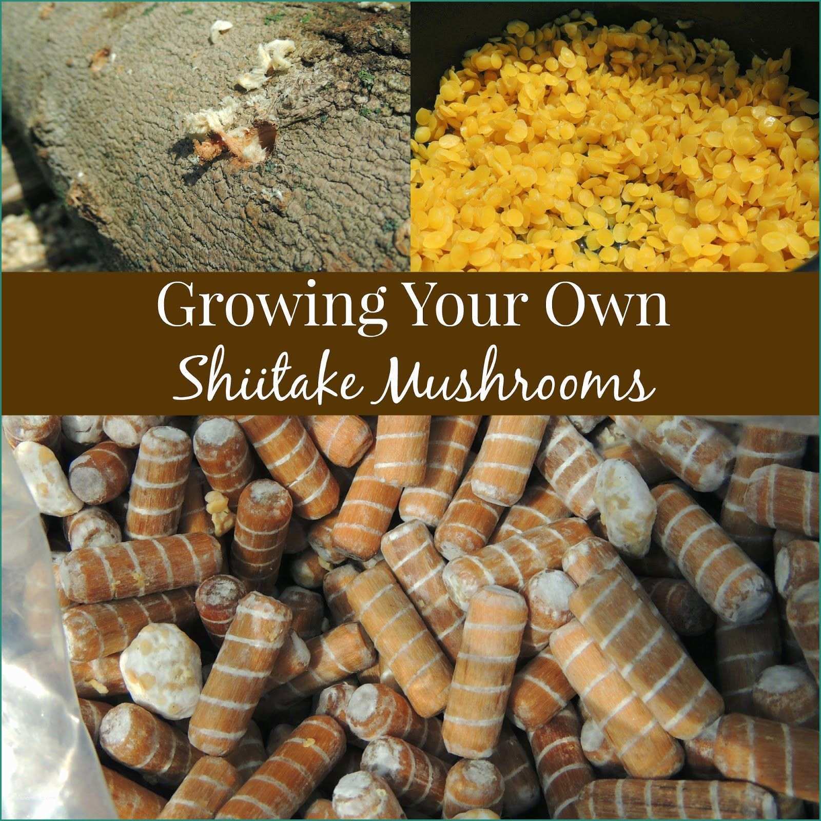 Orto Verticale Pallet E Diy Homegrown Shiitake Mushroom Logs