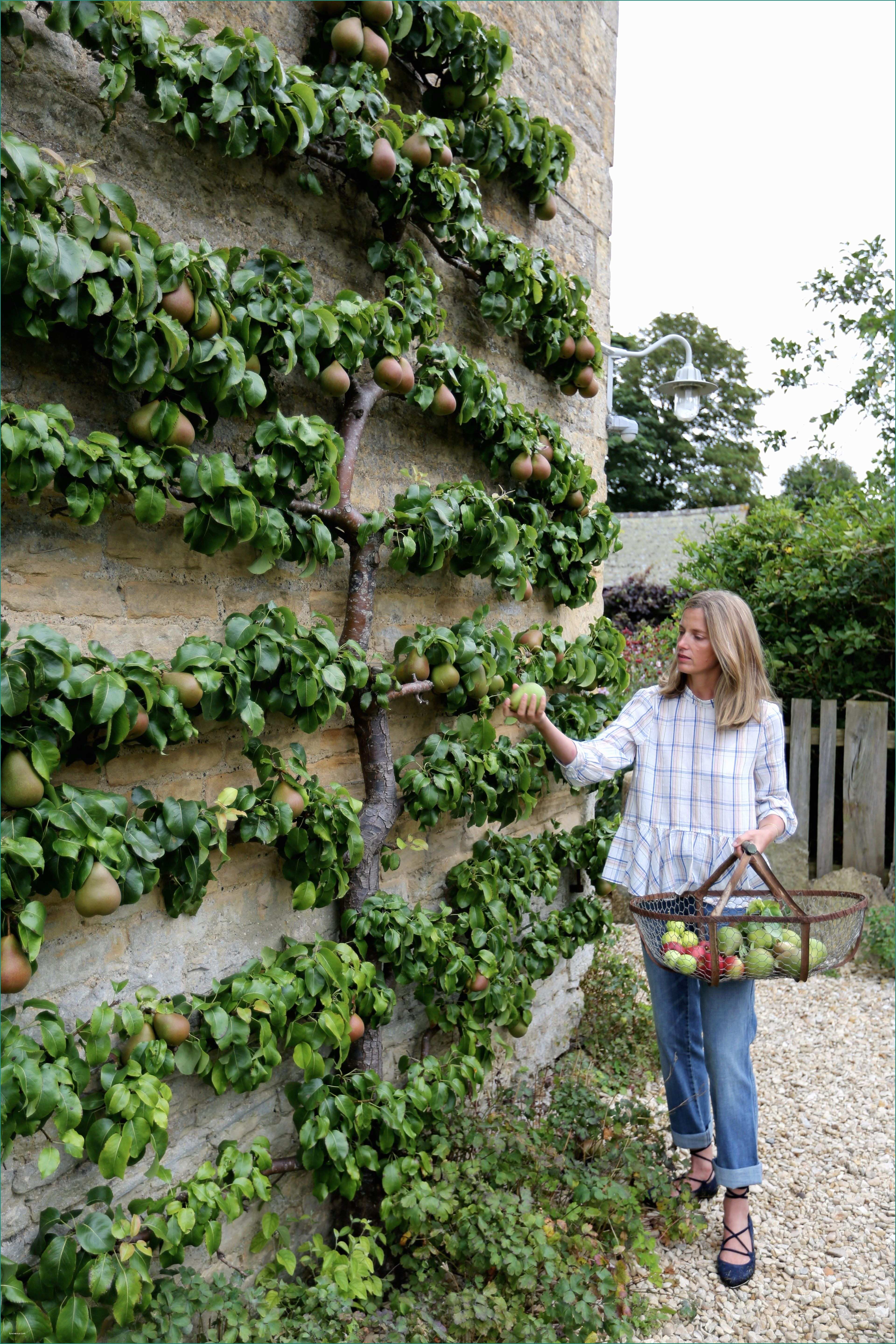 Pannelli Per Giardini Verticali E Espalier Pears with Amanda Brooks My Espalier Pears and Apples