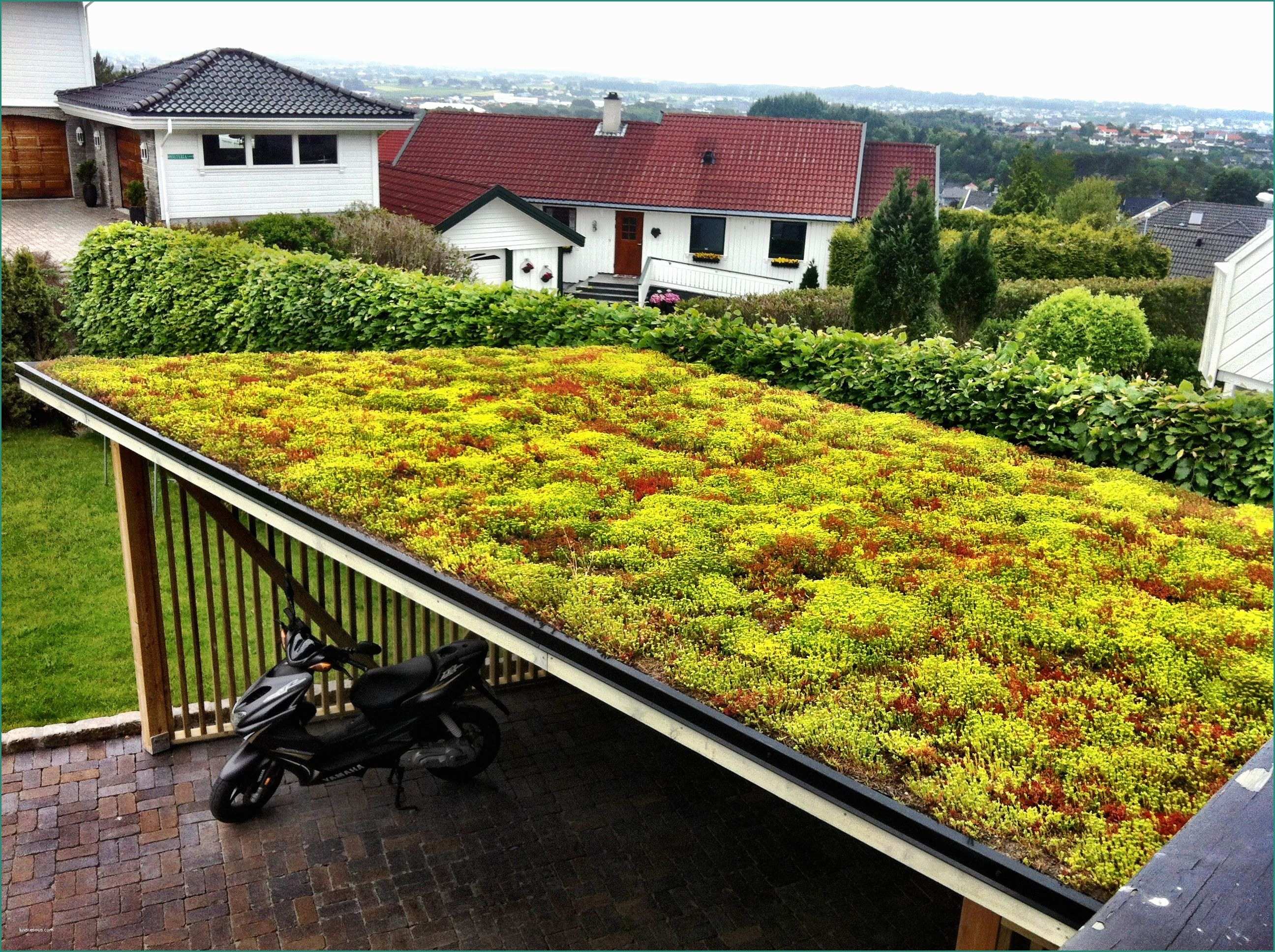 Pannelli Per Giardini Verticali E Sedum Roof Garden