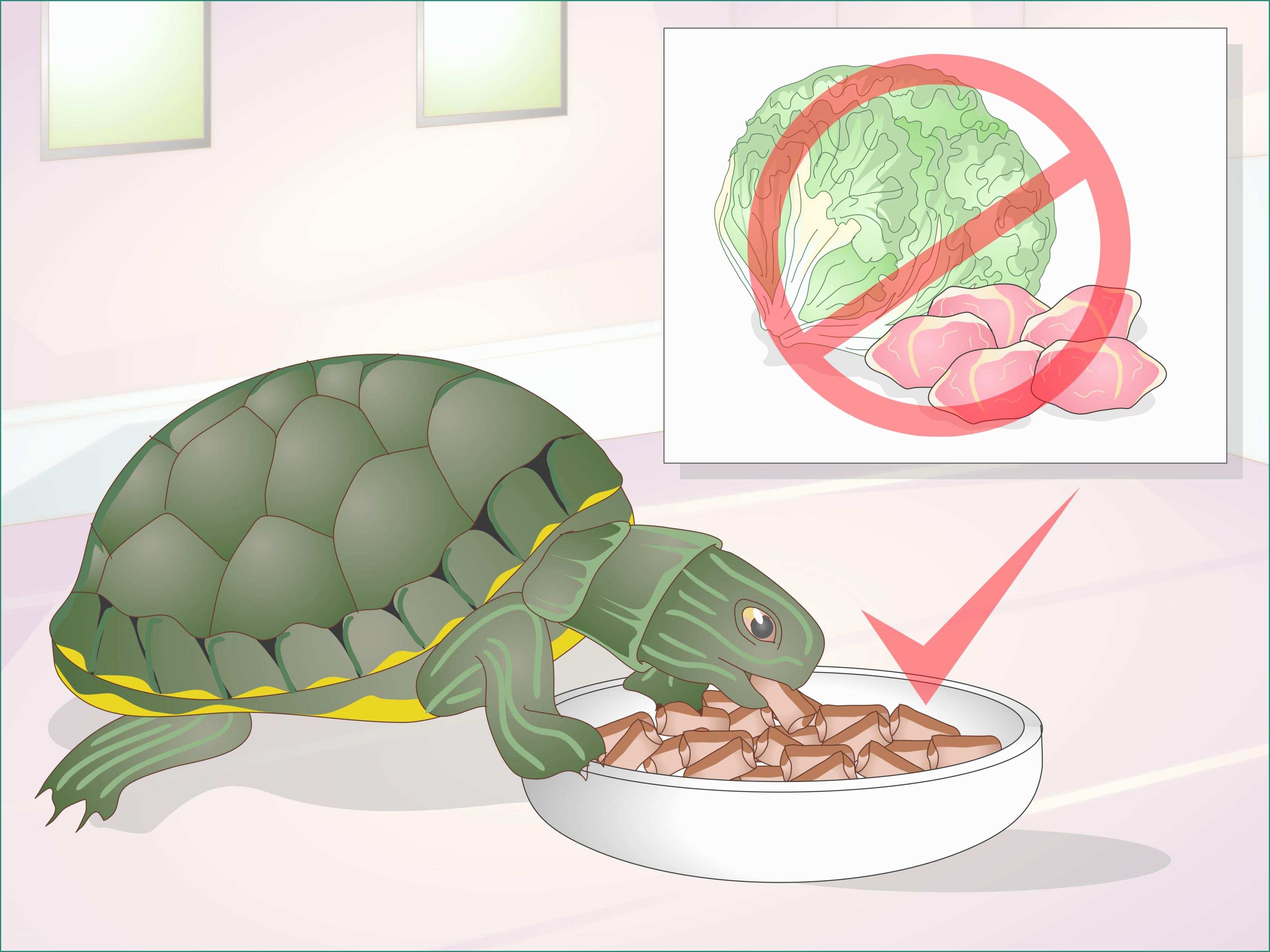 Pellet B Green E How to Apply Medication to A Turtle S Eyes 10 Steps
