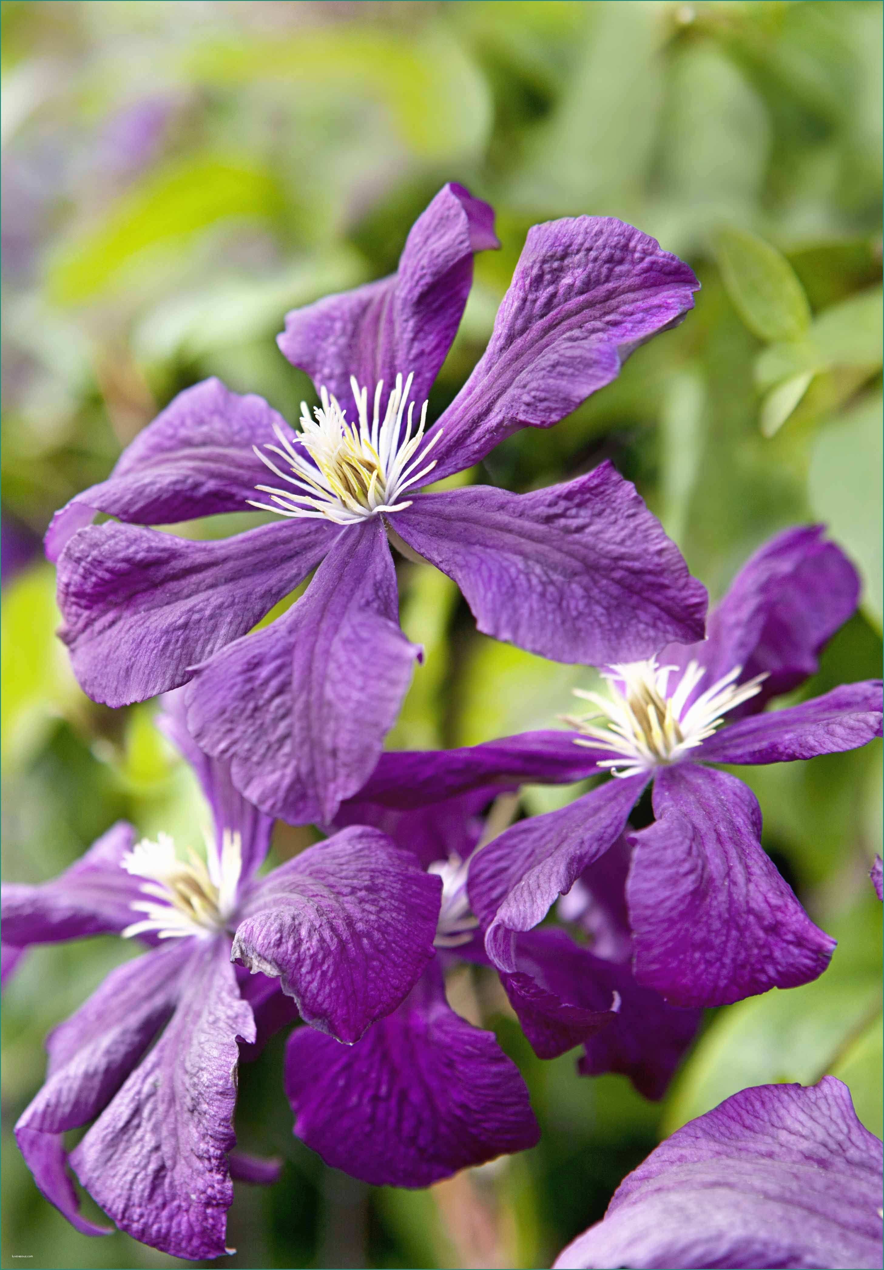 Piante Rampicanti Da Interno E Clematis Etoile Violette Garden