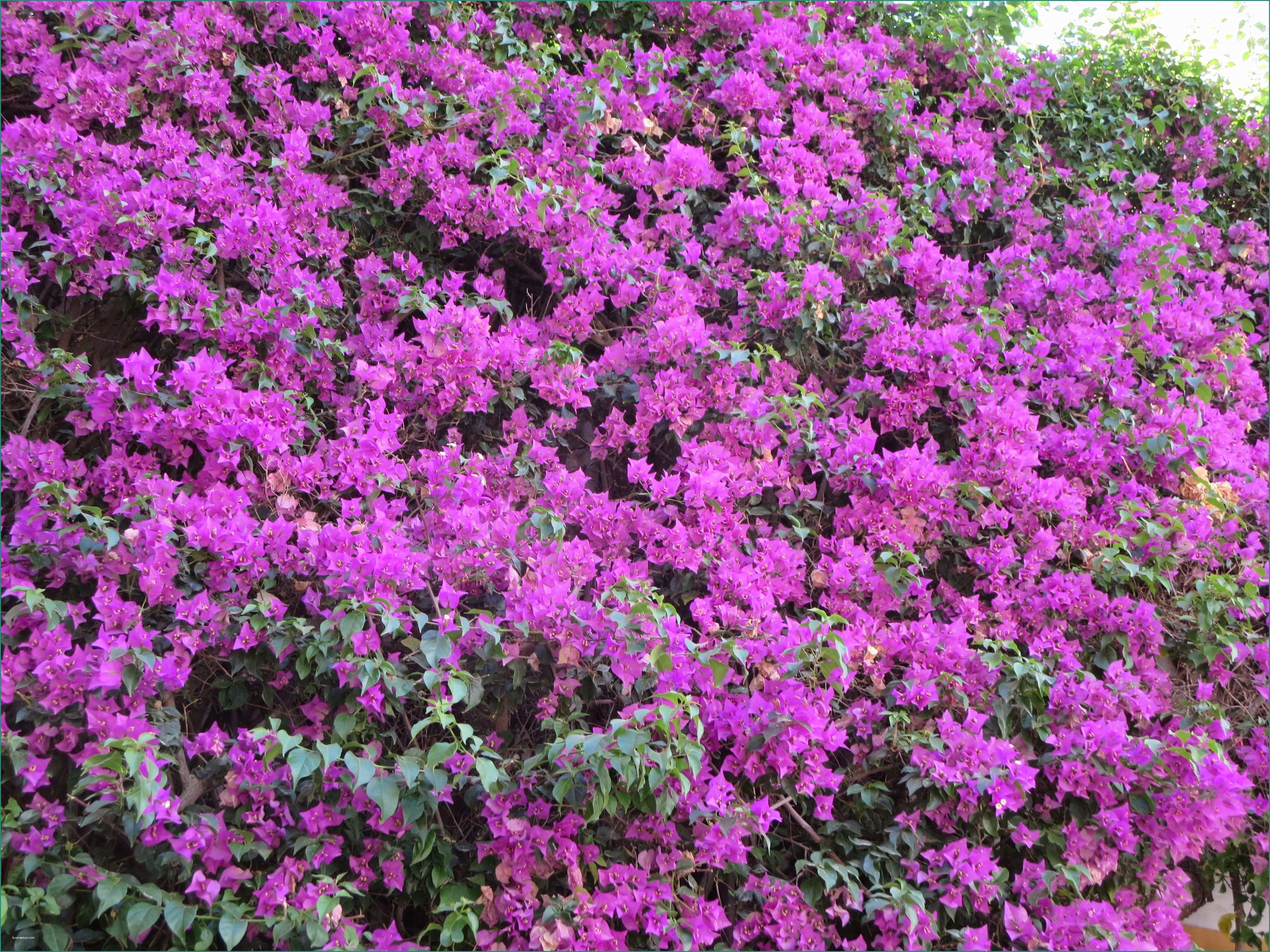 Piante Rampicanti Da Interno E Colors Spain Flowers Purple In Daily Life