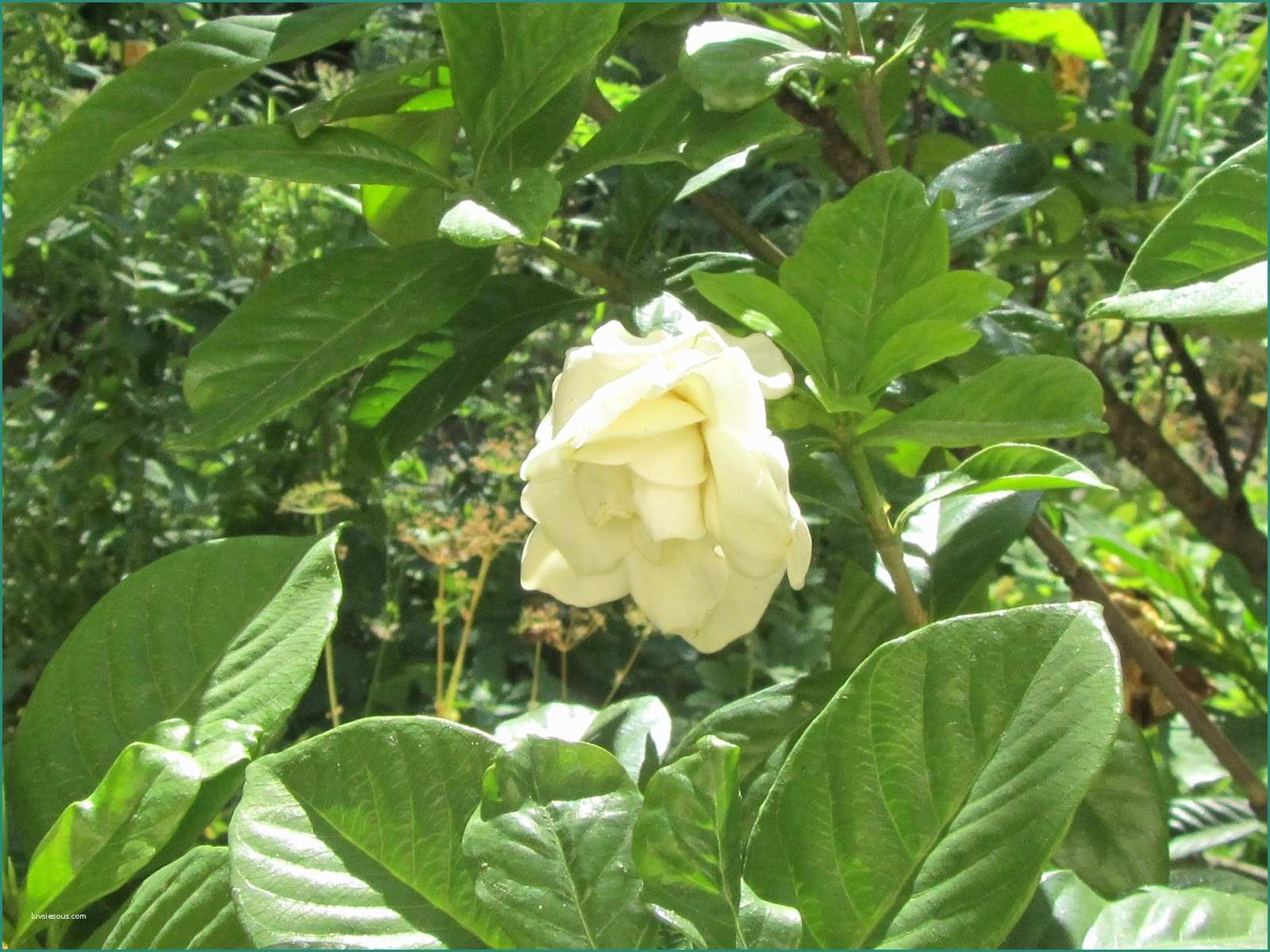 Piante Sempreverdi Da Giardino Resistenti Al Freddo E Coltivazione Della Gardenia Esposizione Cure E Clima