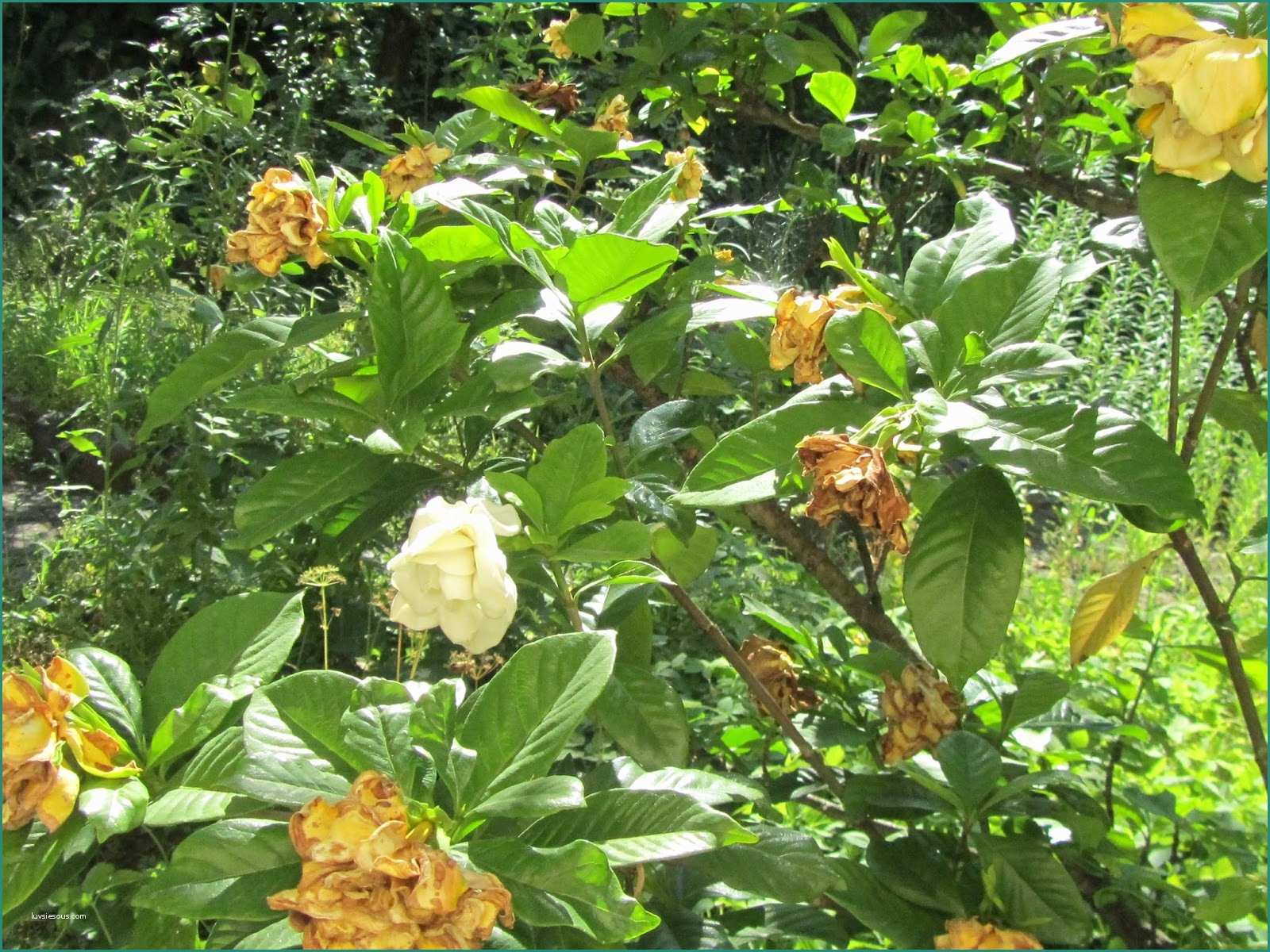 Piante Sempreverdi Da Terrazzo In Pieno sole E Coltivazione Della Gardenia Esposizione Cure E Clima