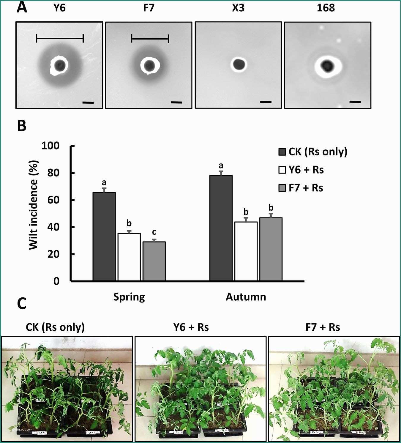 Rimuovere Sweet Page E Antagonism Of Two Plant Growth Promoting Bacillus Velezensis