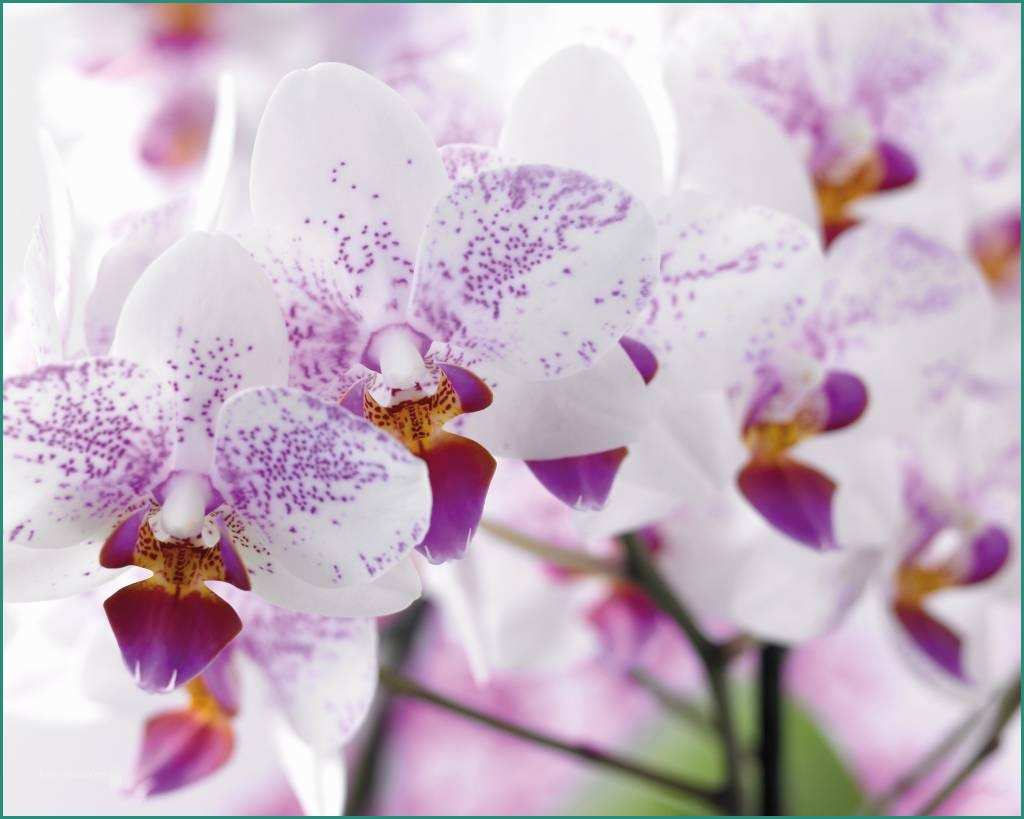 Buy Phalaenopsis Orchid – Fiori Idea Immagine