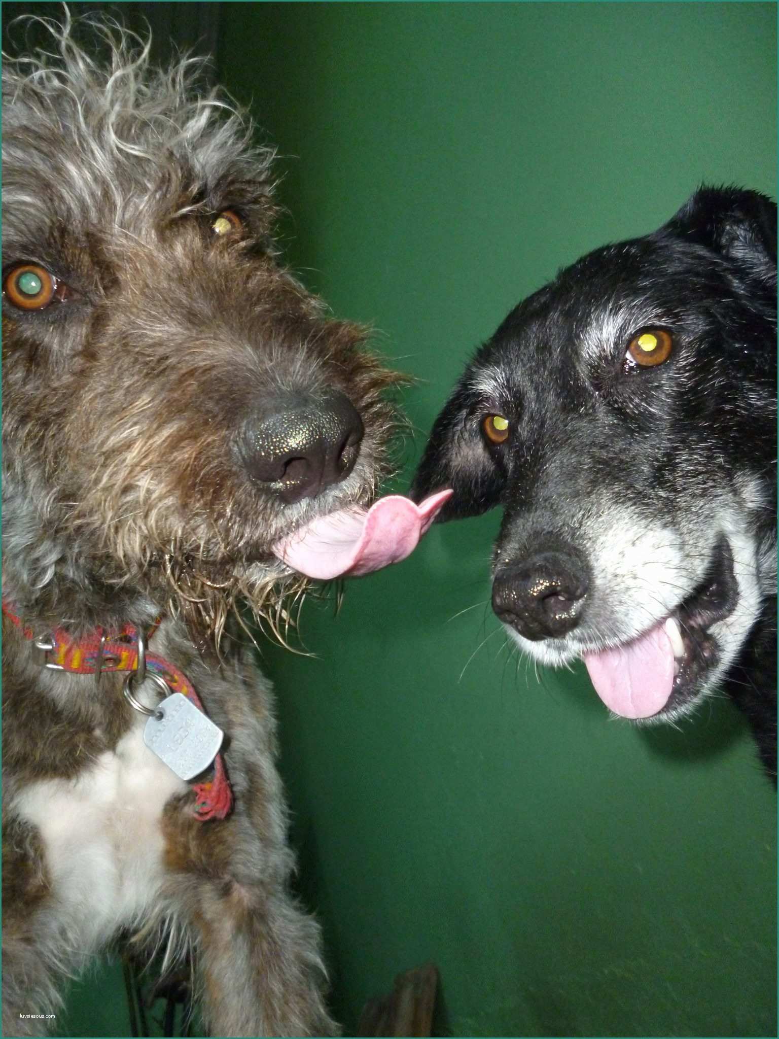 Set Birreria Leroy Merlin E Mundo Cánido In Bernal Dog Walkers Pet Groomers & 1