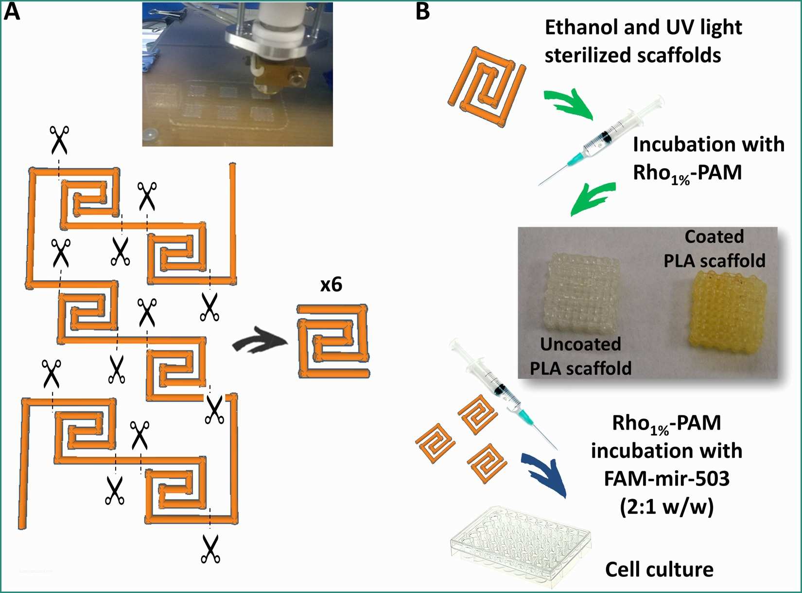 Ssml Gregorio Vii E Micrornas Delivery Into Human Cells Grown On 3d Printed Pla