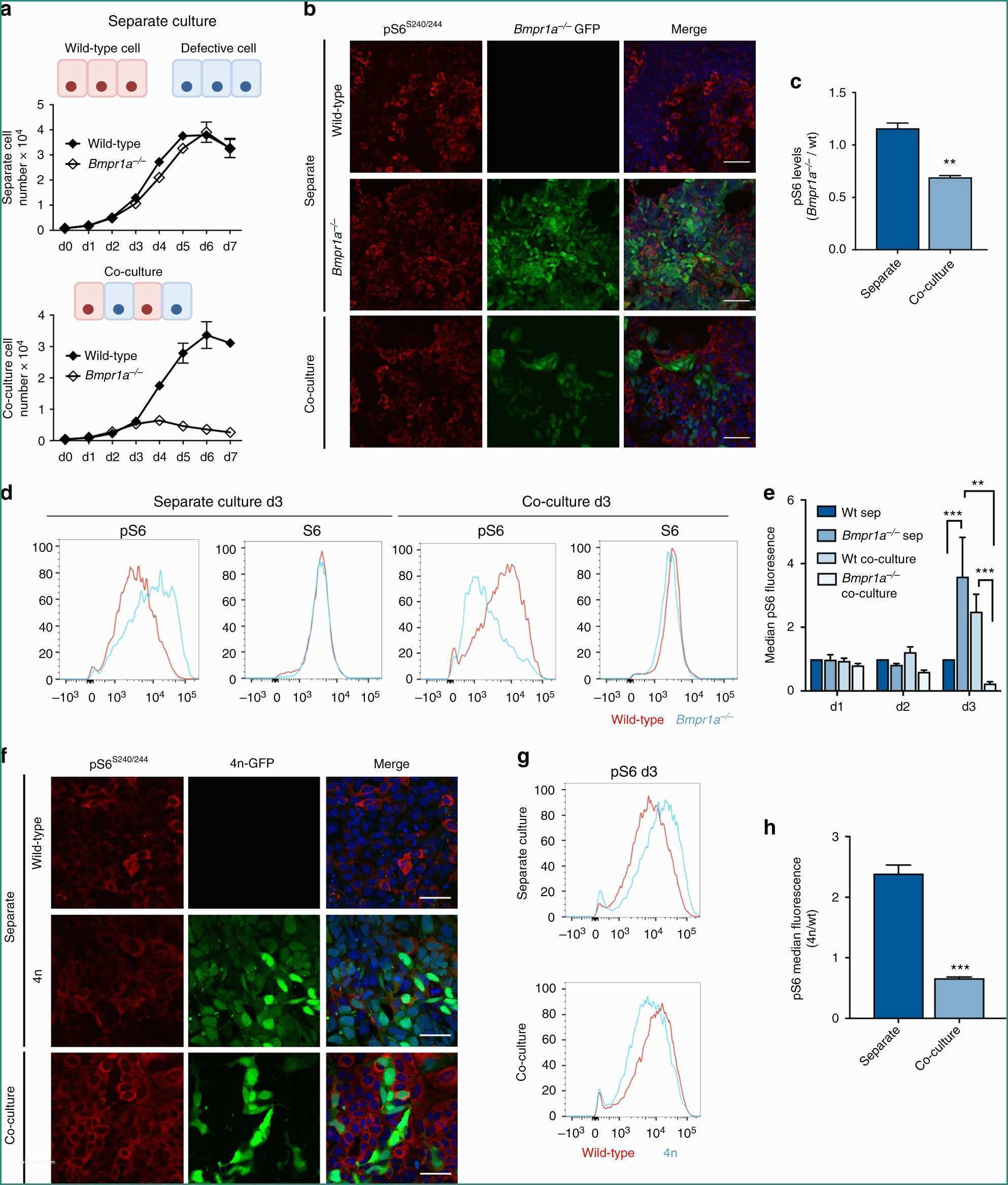 Ssml Gregorio Vii E P53 and Mtor Signalling Determine Fitness Selection Through Cell