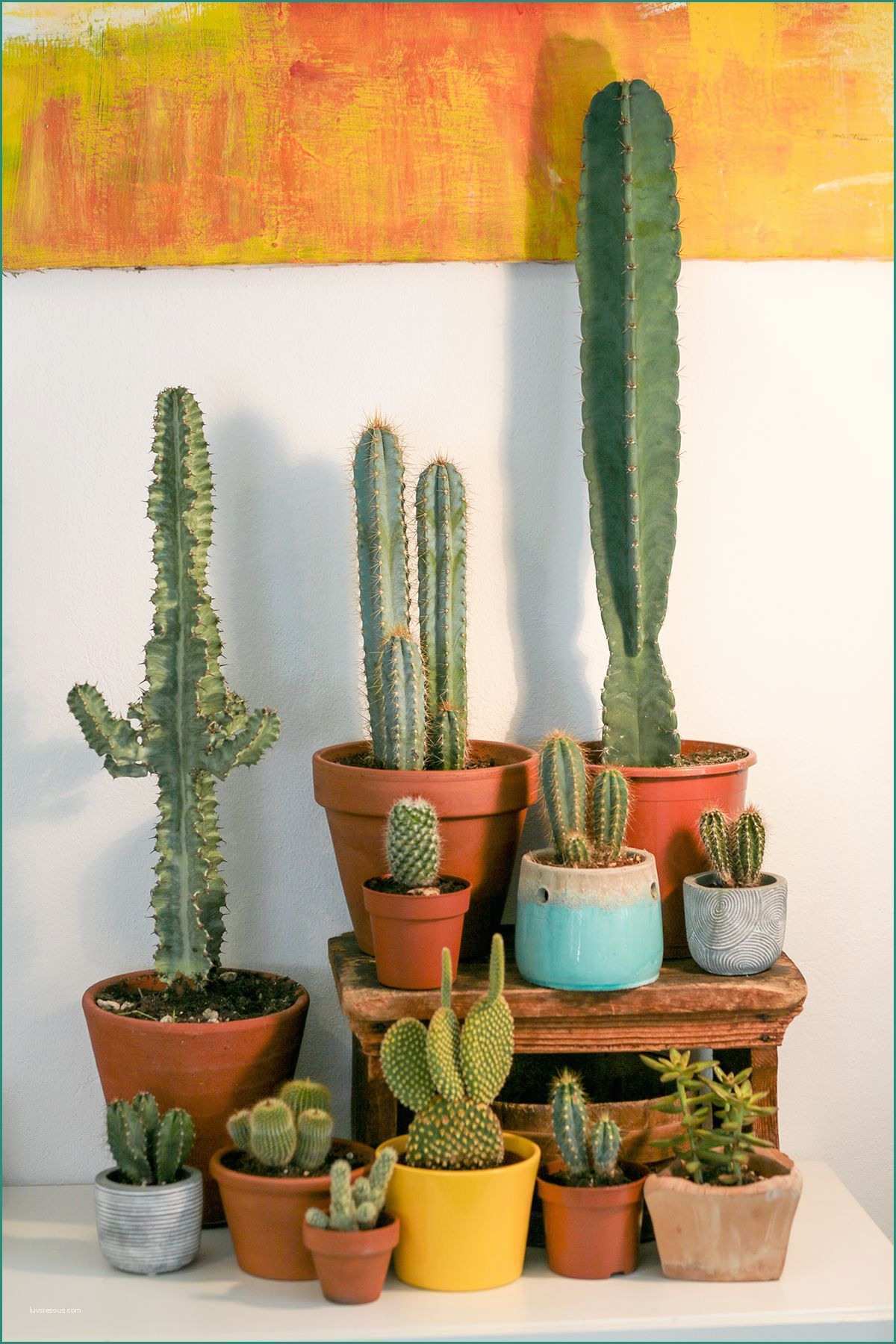Vasi D Arredo Per Interni E Pin Di Antonia Abeltun Su Cactus Pinterest